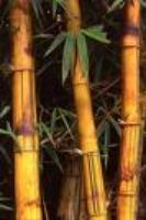 bambu